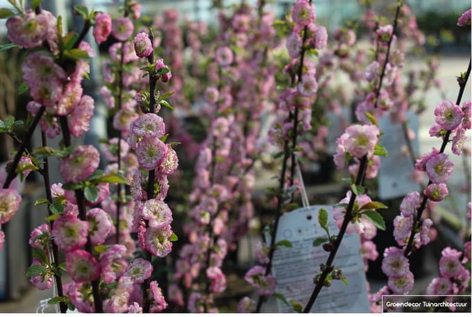 PRUNUS SERR. 'AMANOGAWA' 60- 80 C - JAPANSE SIERKERS, SIERKERSELAAR