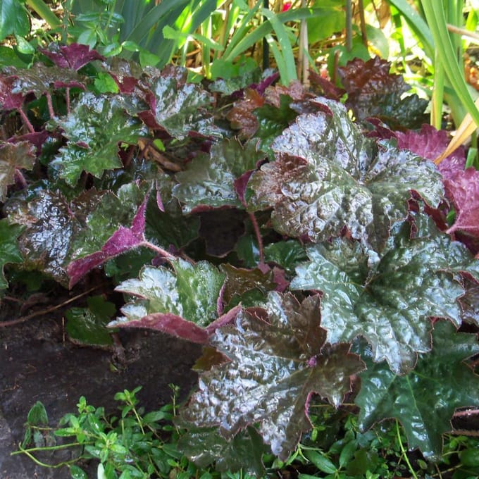 6 x Heuchera Micrantha 'Palace Purple' - Purperklokje pot 9x9cm