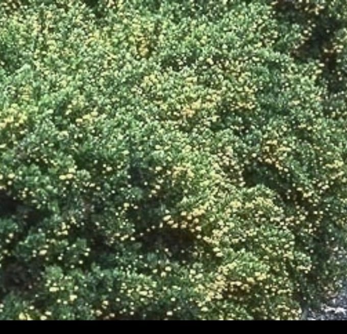 Berberis buxifolia 'Nana' - Zuurbes 20- 25 cm in pot