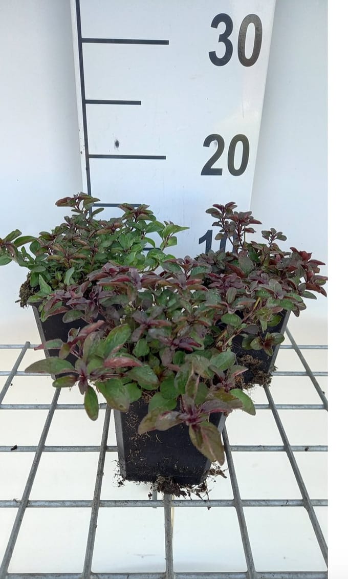 6 x Origanum laevigatum 'Herrenhausen' - Marjolein - pot 9 x 9 cm