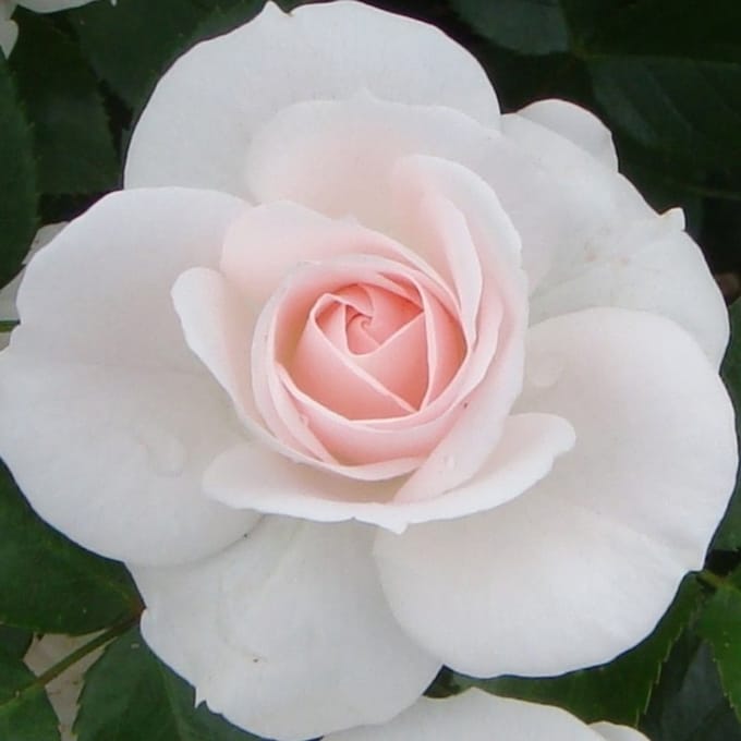 Rosa 'Aspirin Rose'® - Prachtige rozen voor in de tuin