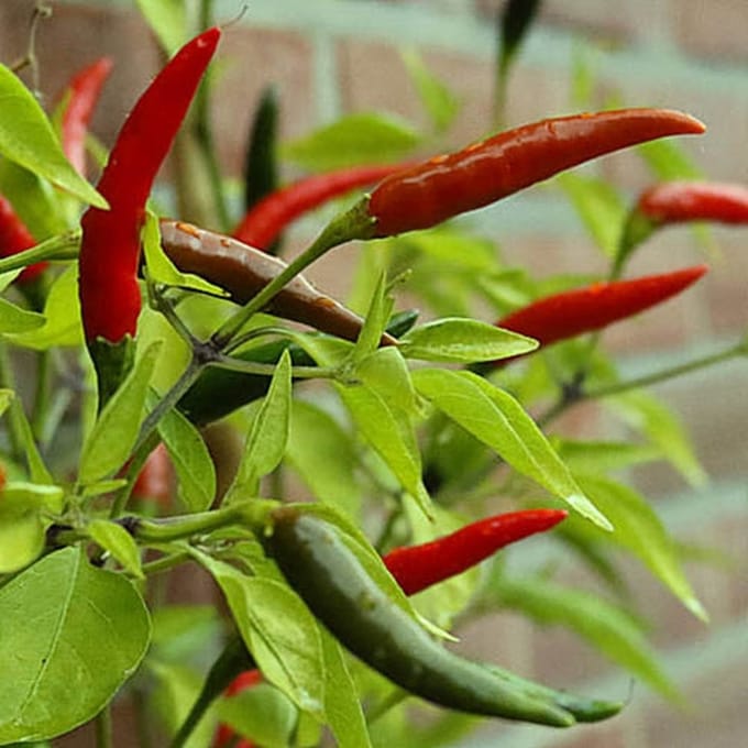 Peper zaden - Bird Eye