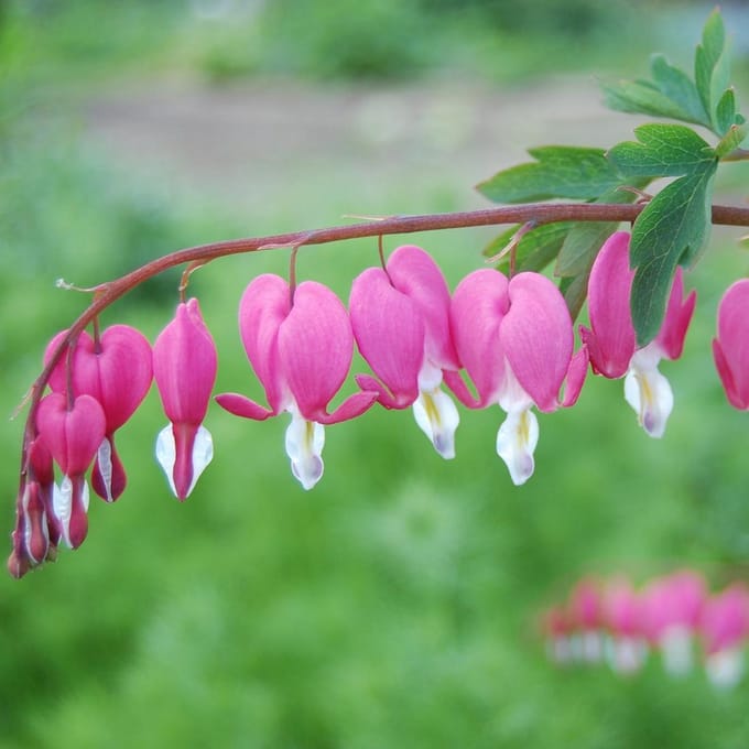 6 x Dicentra Spectabilis - Gebroken Hartje pot 9x9cm