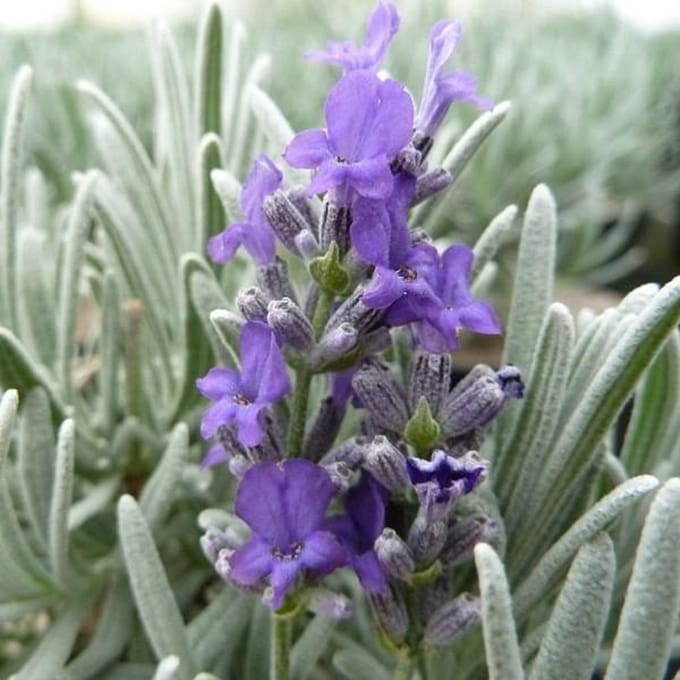 6 x Lavandula 'Richard Gray' - Lavendel pot 9x9cm
