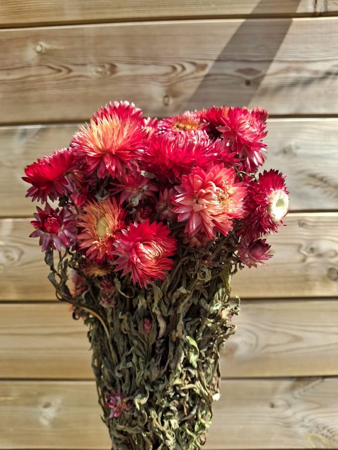 Helichrysum rood 100gram - Droogbloemen - De Woonbiotoop