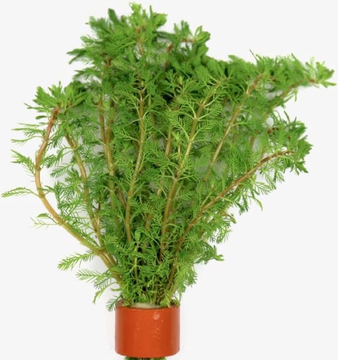 Moerings Myriophyllum Brasiliensis | Braziliaans vederkruid | in Terracotta Ring