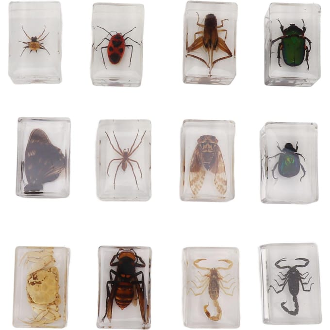 12 Stuks Echte Insecten Specimens Transparante Hars Wetenschappelijk Onderwijs Klaslokaal Insect Specimen Monster gray