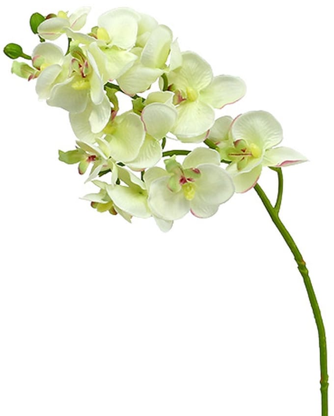 Orchidee lichtgroen 56cm 6st, 6 Stück