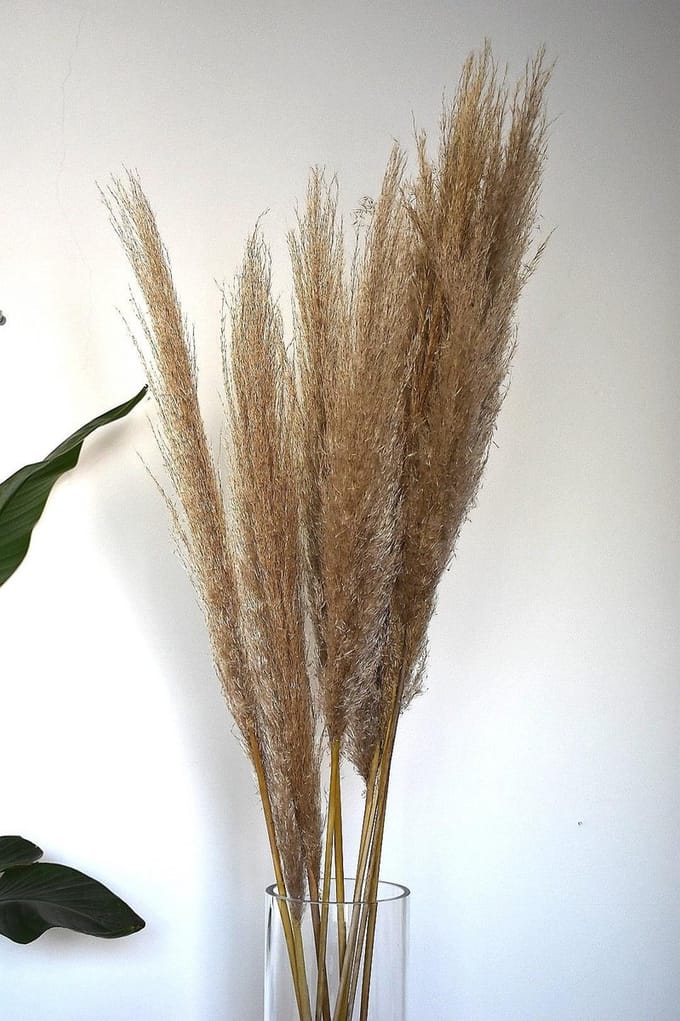 Pampas pluimen | Cortaderia | 5 stuks | 90 - 100 cm