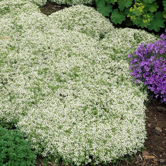 6 x Kruiptijm Wit - Wintergroene Bodembedekker - Thymus praecox 'Albiflorus' in 9x9 pot met hoogte 0-10cm