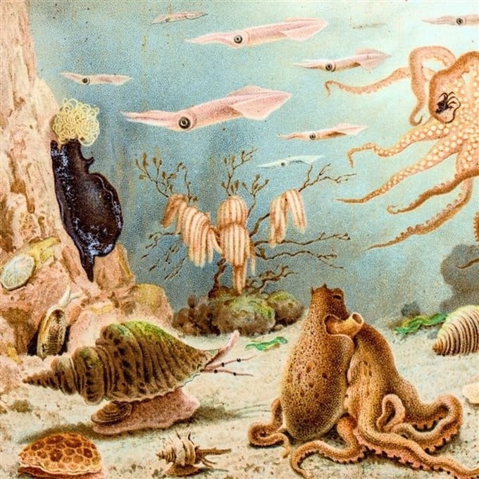 Chypho - Episodes In Oceanography, Vol. 1 (CD)