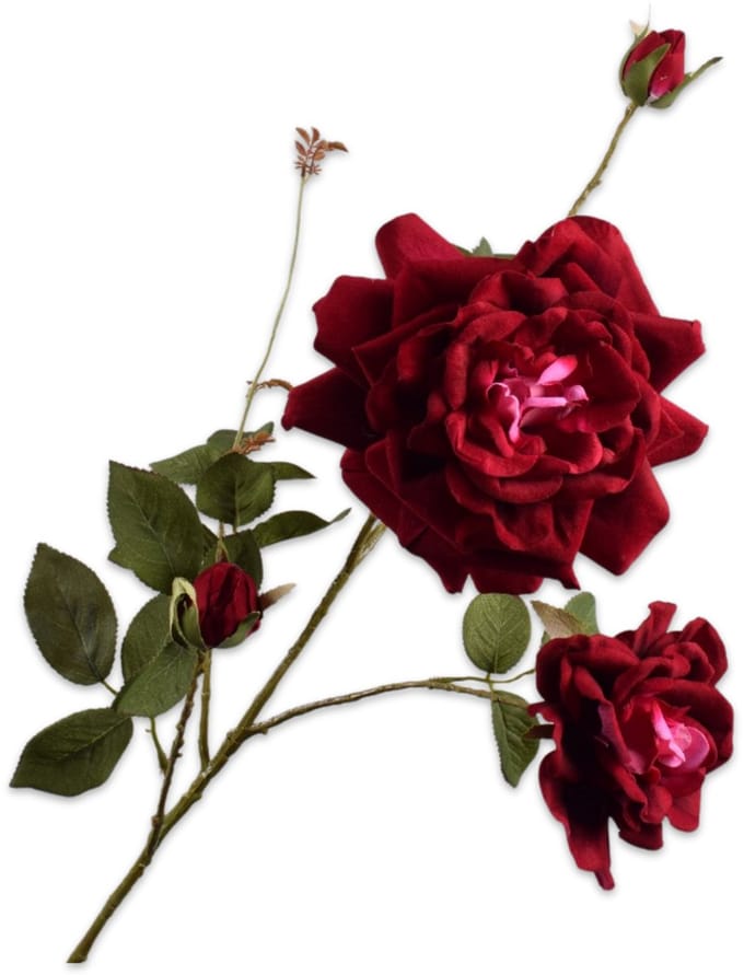Roos tak burgundy 102 cm