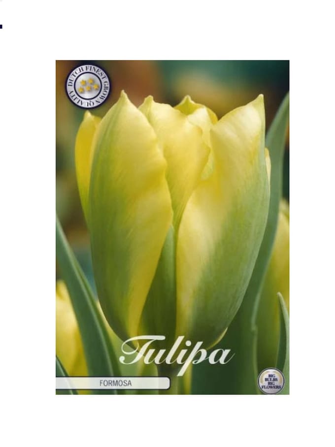 Dutch Finest Quality bloembollen Tulpen 10 stuks Tulp Viridiflora Formosa x7 12/+s