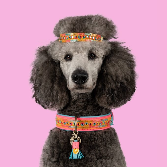 Indian Summer Hondenhalsband L (Halsomvang 40-47 cm / 4 cm)
