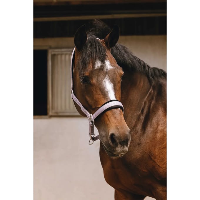 Nylon hoofdstel voor paard Equithème Jacquard