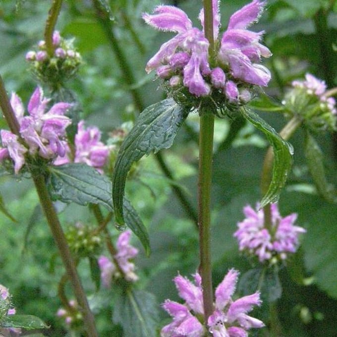 6 x Phlomis Tuberosa - Brandkruid pot 9x9cm