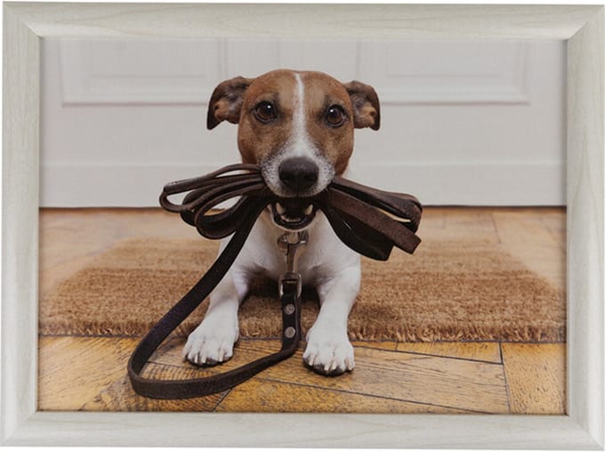 Schootkussen Jack Russell met riem