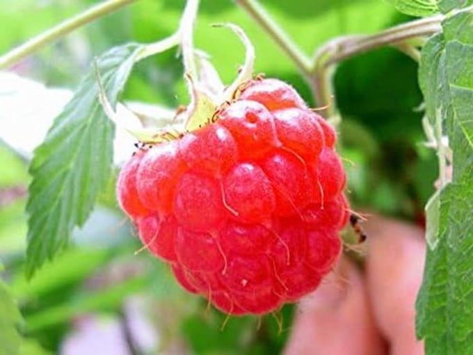 Frambozenplant - Fruitstruik - Eigen Fruit Kweken - Grote Sappige Vruchten - 30 Centimeter - Groen
