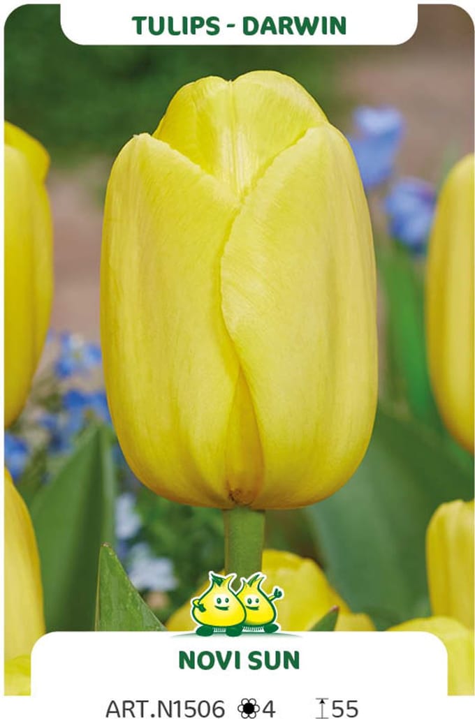 25 tulpen Novi Sun - maat 12/+ - bloembol tulp geel - bloembollen
