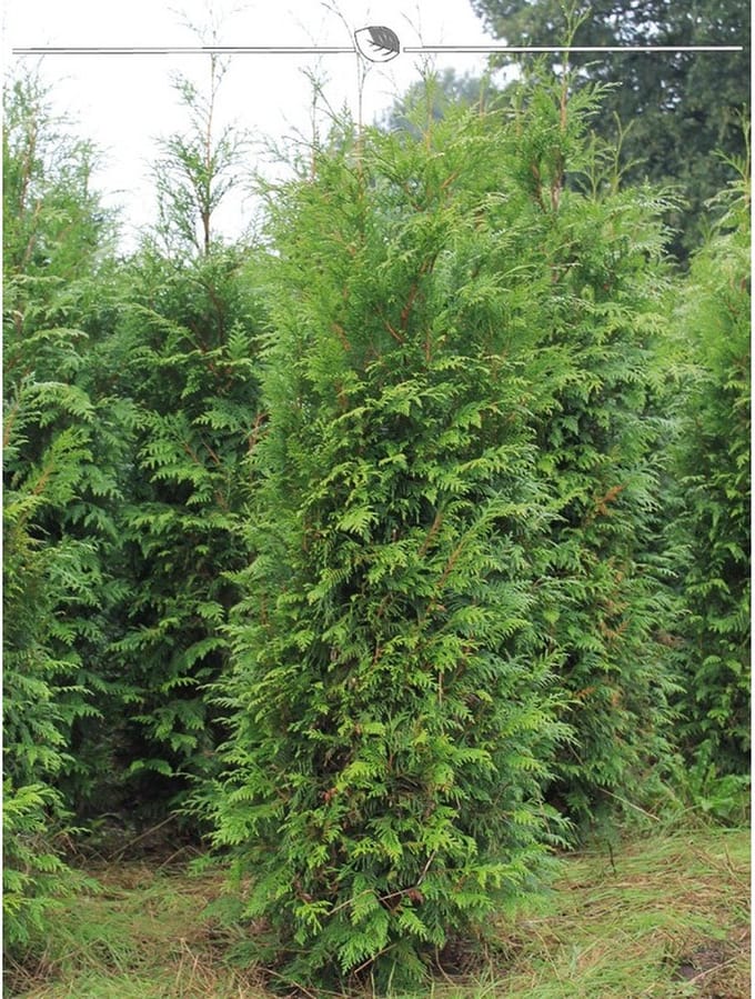 Levensboom Thuja plicata Atrovirens 140-160 cm, 30x Haagplant