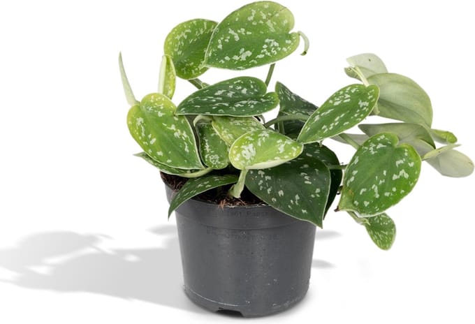 Scindapsus Pictus - Epipremnum - 15cm - Ø12