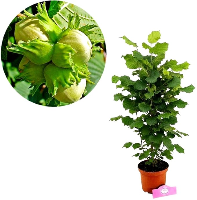 Corylus avellana 'Jefferson' - Amerikaanse Hazelnoot - Hoogte 100cm - 2 liter pot