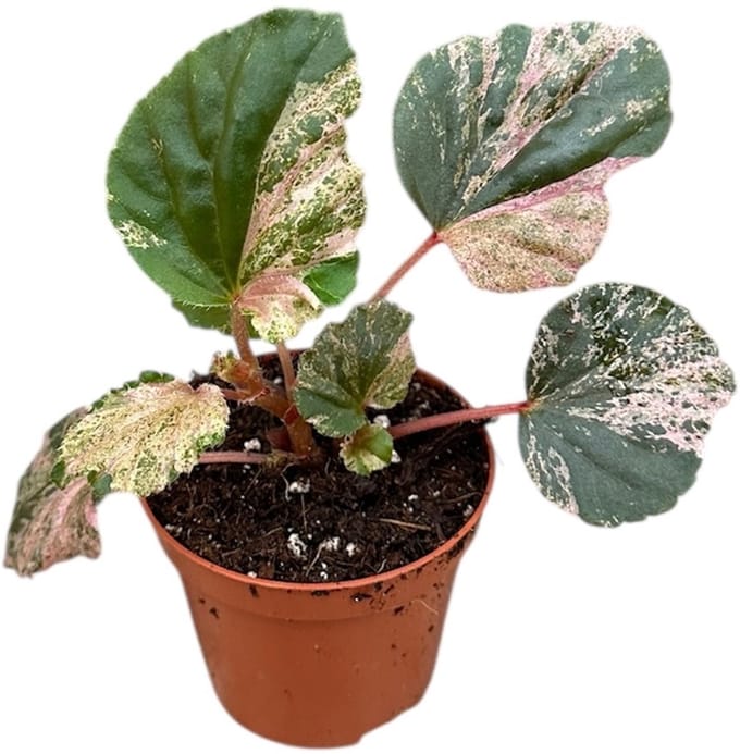 Begonia Cucullata Variegata - Kamerplant - Potmaat Ø8 cm