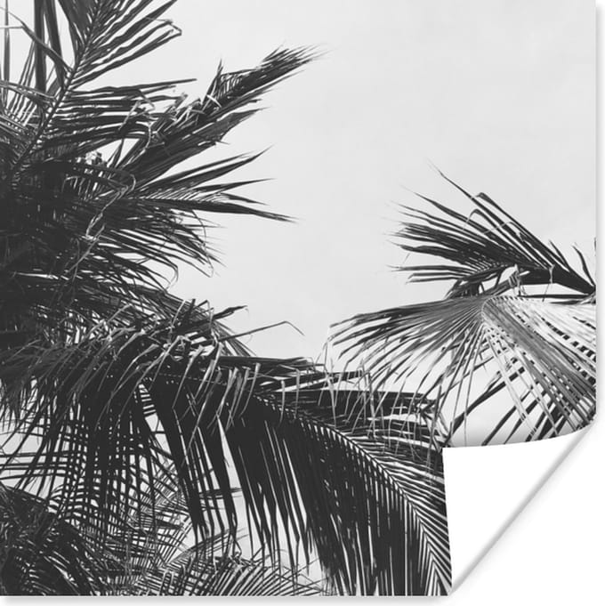 Poster Palmbladeren - Natuur - Vintage - Palmboom - 75x75 cm