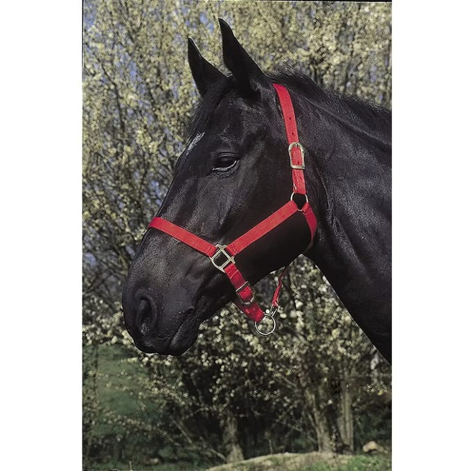 Halster voor paarden Riding World