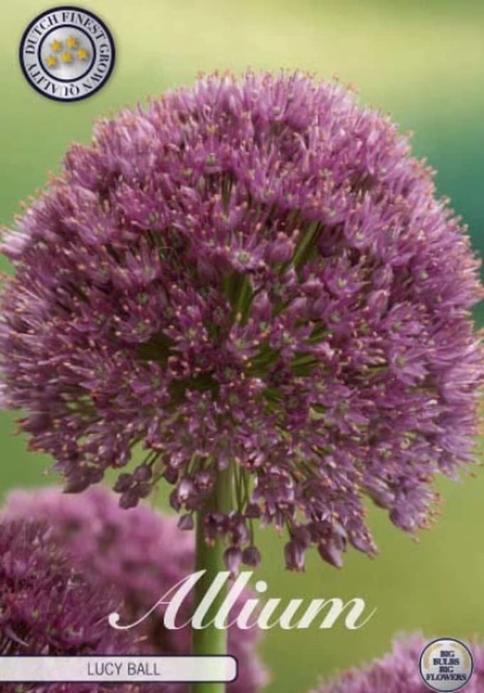 Dutch Finest Quality bloembollen Allium Lucy Ball x 10 stuks 22 /24s