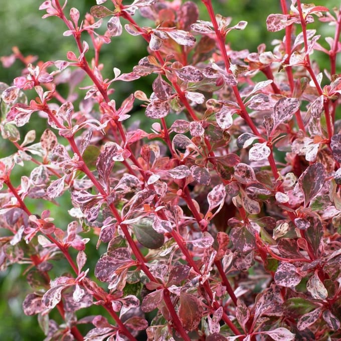 Berberis Dart's 'Harlequin' - Zuurbes 30-40 cm in pot