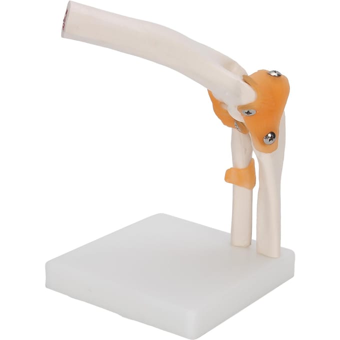 Modèle d'articulation du coude Taille réelle Modèle squelettique précis du coude pour étude Présentation Enseignement beige
