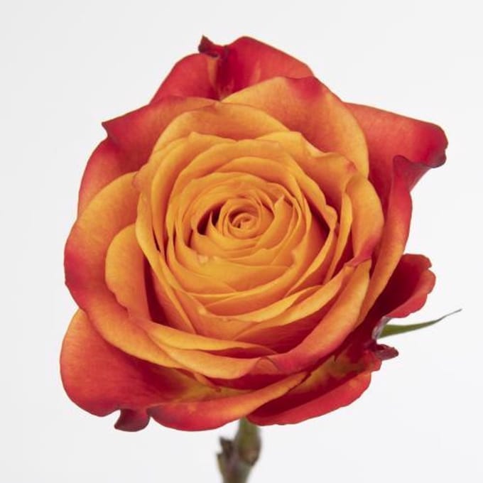 25x Rosa atomic 60cm