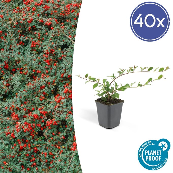 Green Harmony| Cotoneaster dam. 'Major' - 25cm - Ø9cm
