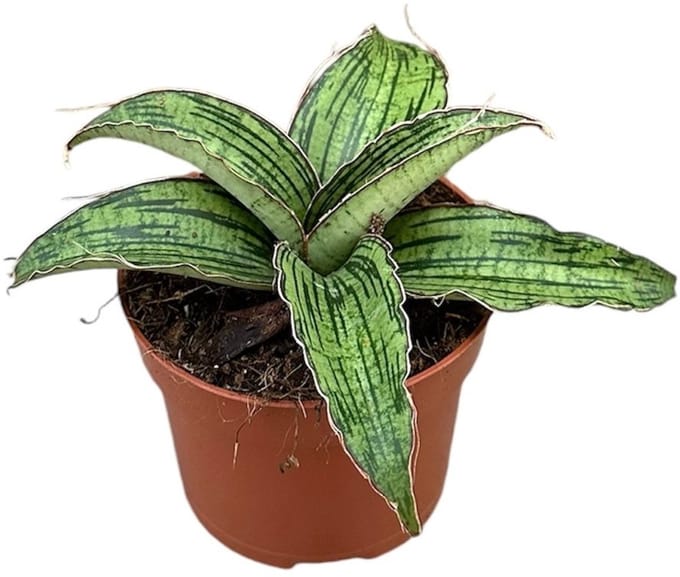Sansevieria Cleopatra Kamerplant Potmaat Ø10,5 cm |Vers Van De Kweker
