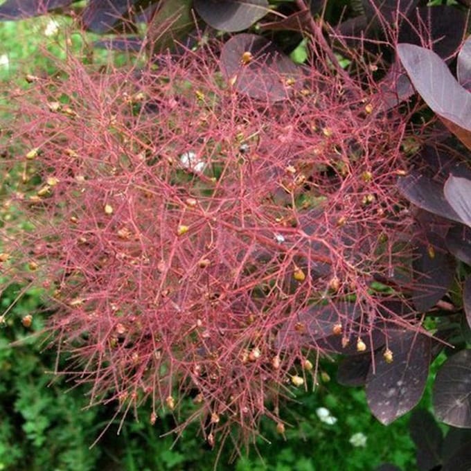Cotinus Coggygria 'Royal Purple' - Pruikenboom 40-60 cm pot