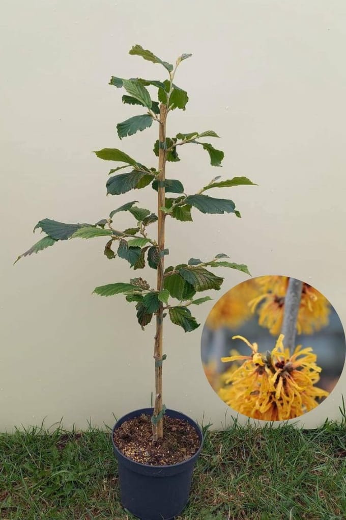 Jonge Toverhazelaar boom | Hamamelis intermedia 'Orange Beauty' | 100-150cm hoogte