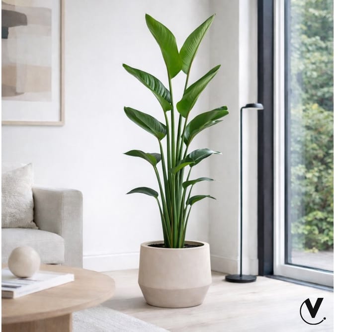 Pot Krabi matte sand Ø31 x H28 cm Vase The World