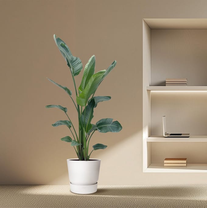 Strelitzia Nicolai XXL - 190 - 225 cm - ø27-ø30
