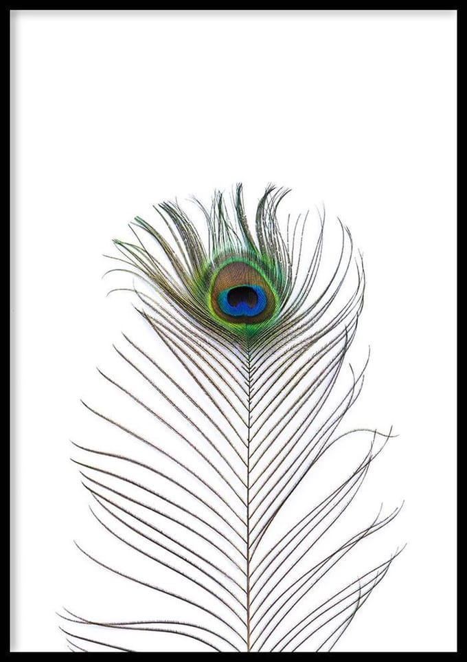 Poster Pauwenveer - 30x40 cm - Poster Dieren - WALLLL