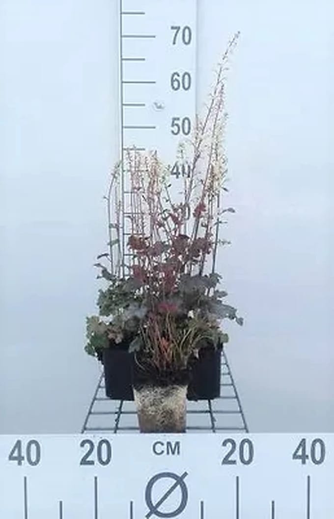 6x Schuimklokje - Heucherella hybr. 'Quicksilver' | 9x9 cm pot