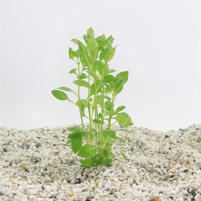 Moerings Ludwigia Palustris | In Bos met Loodje