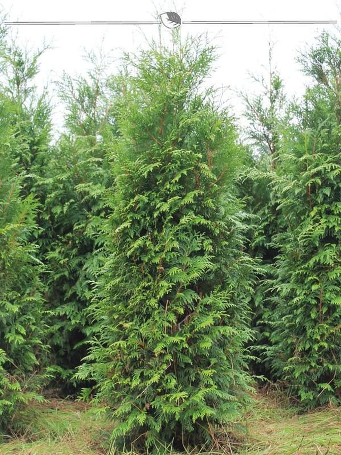 Levensboom Thuja plicata Atrovirens 200-225 cm, 18x Haagplant