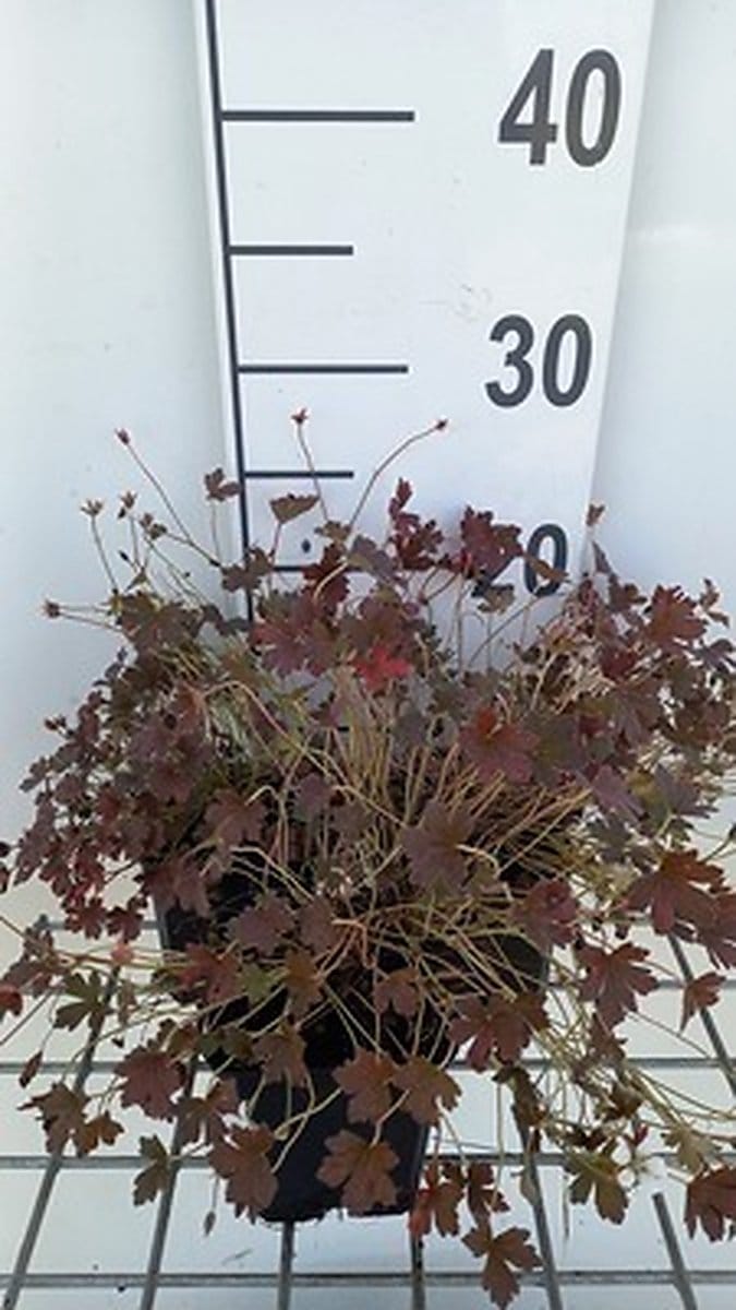6x Ooievaarsbek - Geranium oxon. 'Sanne' | 9x9 cm pot