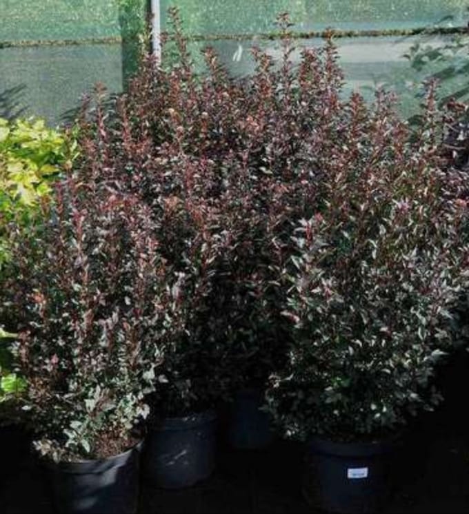 Physocarpus opulif. 'Little devil'® ('donna may') - Blaasspirea, Sneeuwbalspirea 40- 50 cm in pot