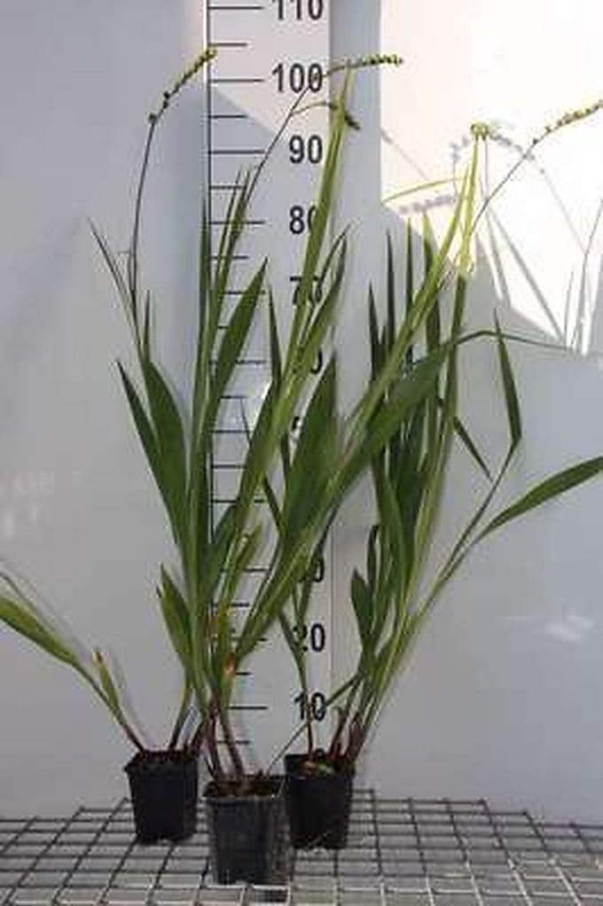 6x Montbretia - Crocosmia hybr. 'Lucifer' | 9x9 cm pot