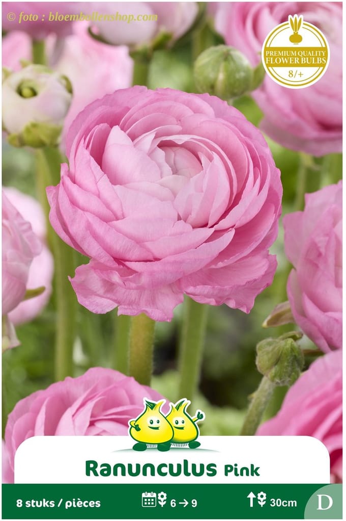 2 Zakjes Ranonkels Roze maat 8/+