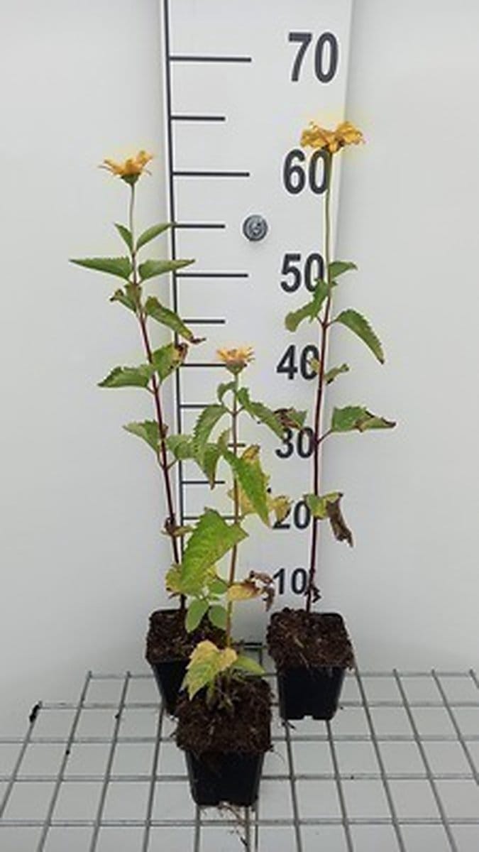 6x Heliopsis - Heliopsis hel. 'Summer Sun' | 9x9 cm pot