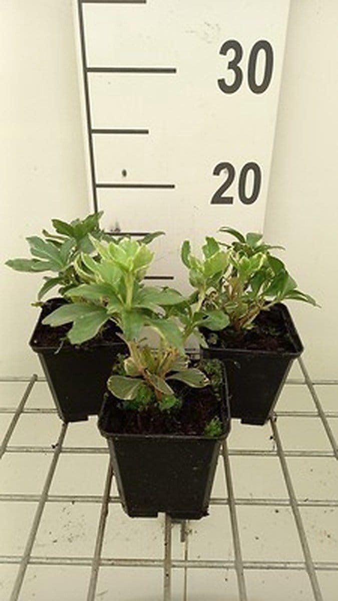 6x Schaduwkruid - Pachysandra term. 'Variegata' | 9x9 cm pot