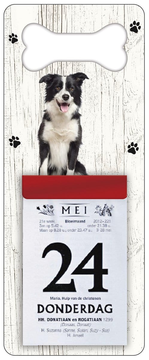 Scheurkalender 2027 Hond: bordercollie